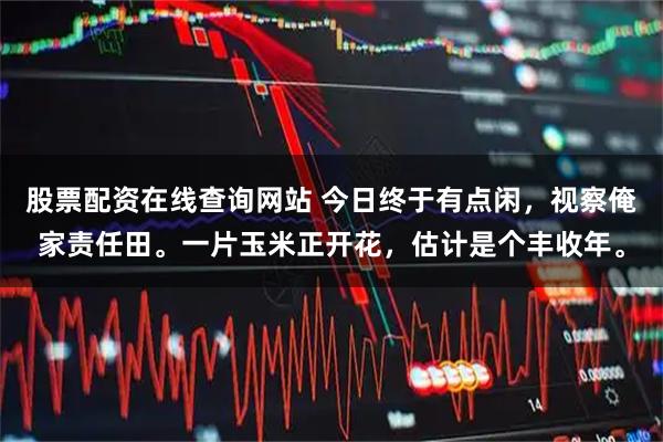 股票配资在线查询网站 今日终于有点闲，视察俺家责任田。一片玉米正开花，估计是个丰收年。